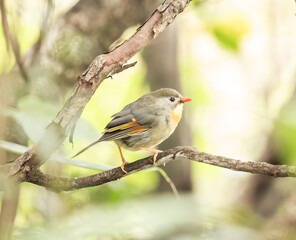 red-billed leiothrix