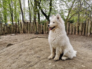 Dirty Samoyed Puppy Sitting in Profile at Dog Park