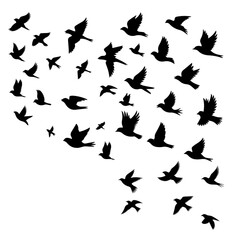 Graceful flock of birds in flight evoke freedom and peace, adding a touch of nature's elegance to designs and symbolizing hope, perfect for nature lovers