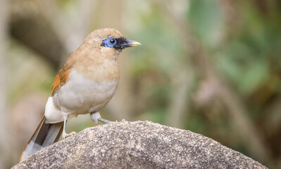 Buffy Laughingthrush