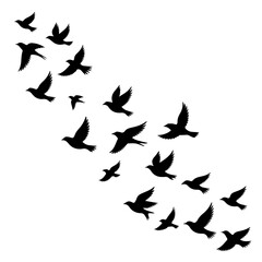 Graceful flight of birds soaring together symbolizing freedom and migration, perfect for nature designs and artistic projects, evoking peace and serenity.