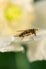 Macro view of bee on delicate white flower petal.