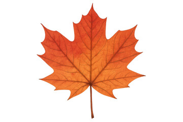 Fototapeta premium Maple leaf showing the beauty of changing seasons and autumn foliage, with a transparent background element