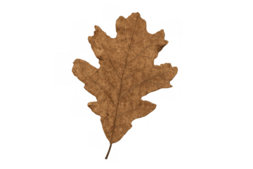 Dry brown oak leaf displaying seasonal change and natural decomposition after falling. Transparent background for versatile use