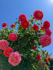 Fototapety na wymiar - Fototapeta24.pl