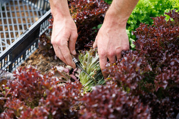 Hands harvesting fresh organic red leaf lettuce