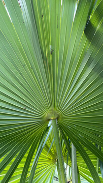 Hoja de palma abanico natural