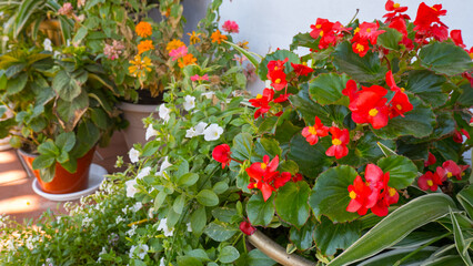 Outdoor flower pots for small garden, patio or terrace