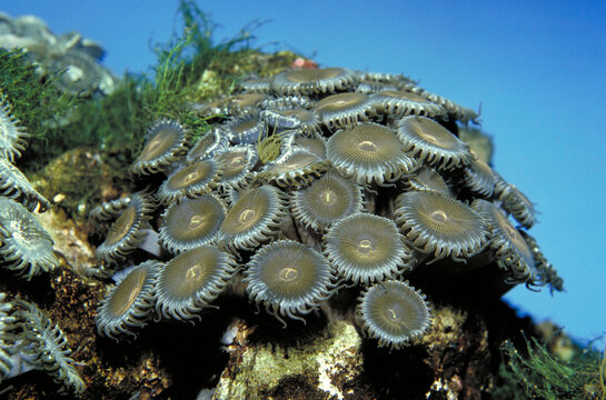 Zooanthid colony underwater
