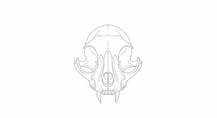 Minimalist illustration of a feline skull, rendered in light grey on a plain white backdrop