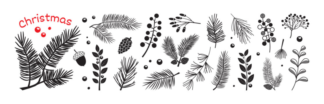 Christmas fir tree, pine cone, winter plant. Holly berry, sprig, leaf, black branch needle. Holiday spruce, evergreen cedar, twig set for New Year isolated on white bg. Xmas simple vector illustration