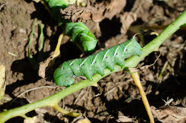 Tomato horn worm larva caterpillar in natural outdoor setting. This hornworm caterpillar (Manduca quinquemaculata) causes damage and destruction to plants.