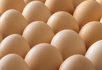Close-up of chicken eggs in the formwork