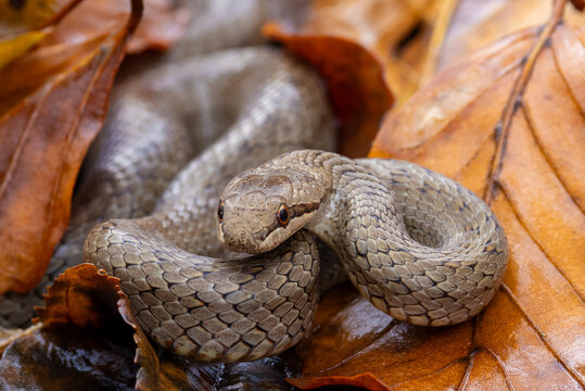 Coronella austriaca snake among autumn leaves on the ground