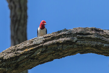 Red-headed woodpecker perched in a tree.