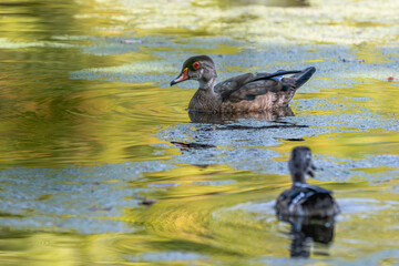 Juvenile male wood duck swimming in a pond.