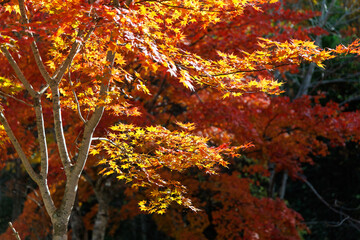 紅葉