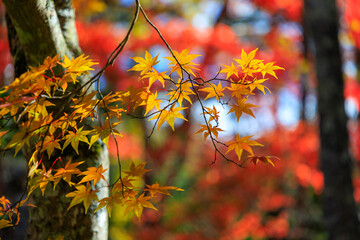 紅葉