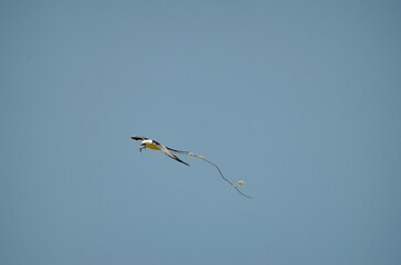 Flying swallow-tailed kite with a tree branch in its clutches in Costa Rica.