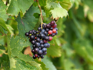 Bunch of ripe grapes on the vine at a winery. 