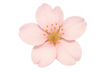 Pink cherry blossom sakura flower blooming during spring, flat layered watercolor style illustration with transparent background