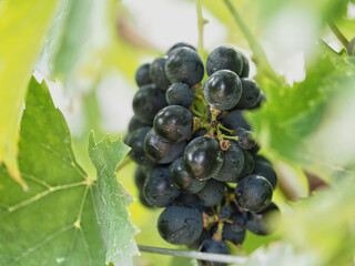 Bunch of ripe grapes on the vine at a winery. 