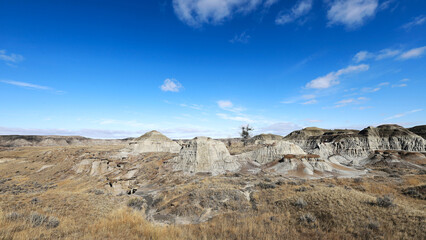 Tree and mounds in badlands