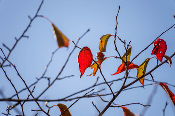 青空に映える紅葉した桜の葉
