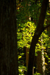 光が差し込む森