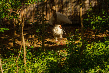 公園内のトキの様子