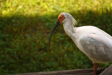 公園内のトキの様子