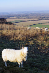 A white sheep on a grassy hill overlooking a valley.