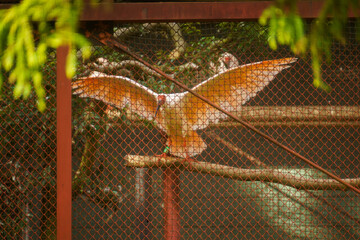 公園内のトキの様子