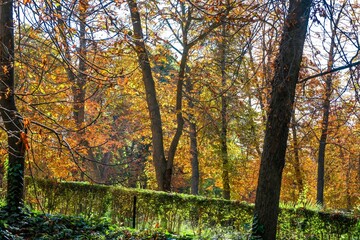 Autumn, forest, El Retiro Park, Madrid, Spain, Europe