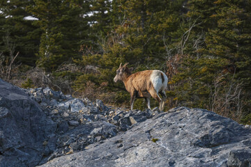 Naklejka premium Bighorn sheep in Alberta, Canada