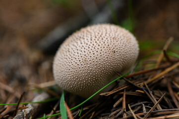 Spiny Puffball Mushroom in Pine Forest Autumn