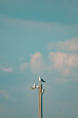Pássaro pousado no topo de um poste, observando o ambiente ao redor. Fotografia destaca a silhueta...
