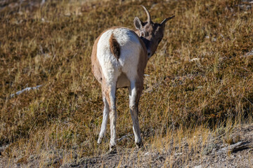 A cute Bighorn sheep in Alberta, Canada