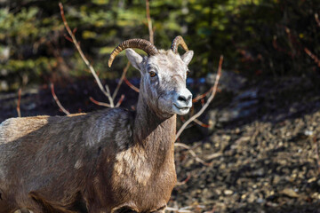 Bighorn sheep in Jasper