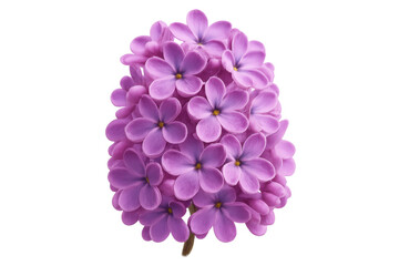 Lilac flower blooming with purple petals, representing spring, nature, freshness, and beauty, transparent background