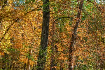 Autumn, forest, El Retiro Park, Madrid, Spain, Europe