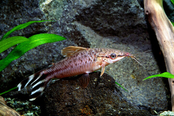 フラッグテール・ポートホールキャット　ナマズの仲間　アクアリウム