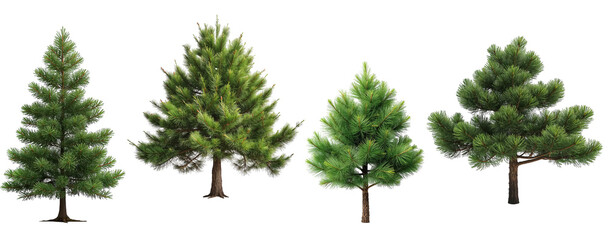 green pine tree isolated on a transparent background
