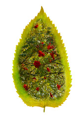 Autumn yellow leaf and rowan branches on a white background