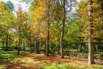 Obraz premium Autumn, forest, El Retiro Park, Madrid, Spain, Europe