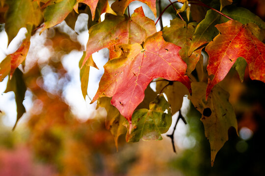 red maple leaf
