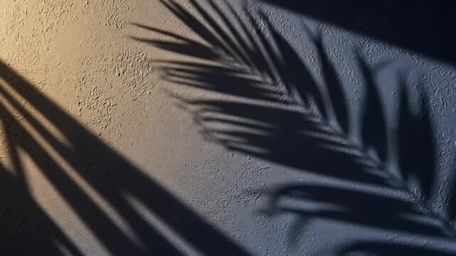 Sombra de palmeira na parede sob a luz do sol da tarde.