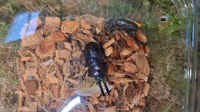 In a terrarium, a tropical stag beetle interacts with a female while exploring the natural substrate. Observe their behavior in this unique environment.