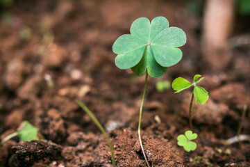 Four Leaf Clover Growing in Rich Dark Soil Macro Shot