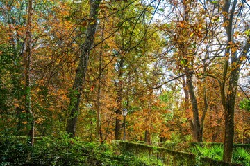 Autumn, forest, El Retiro Park, Madrid, Spain, Europe